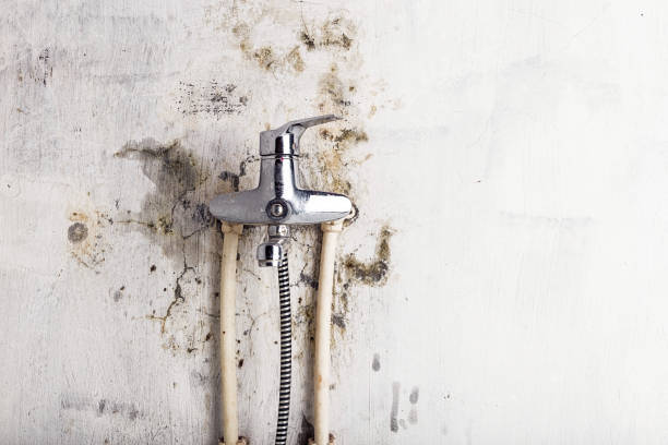Best Mold Testing  in Jonesville, NC