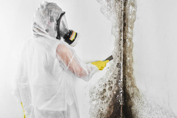 Best Mold Damage Repair  in Jonesville, NC