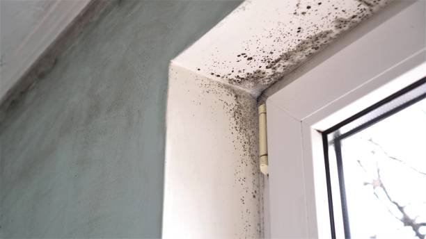 Best Toxic Mold Removal  in Jonesville, NC