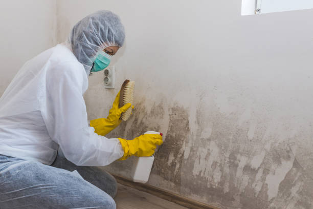 Best Commercial Mold Removal  in Jonesville, NC