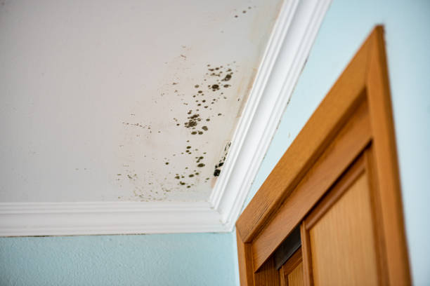 Jonesville, NC Mold Removal Company
